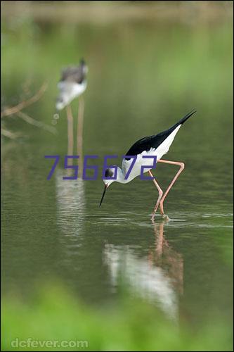 Syngnathiformes Synchiropus splendidus